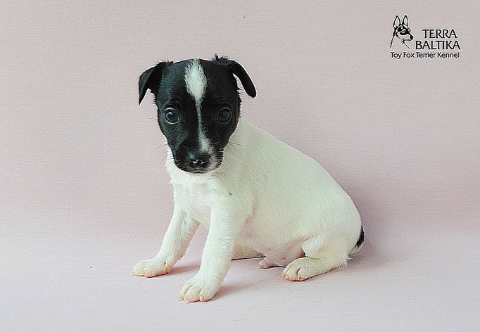 #тойфокстерьер #амертой #террабалтика #toyfoxterrier #terrabaltika #puppies #kennel
