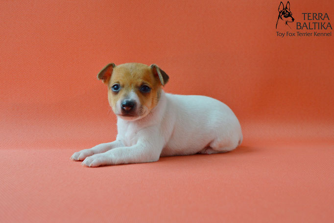 той-фокстерьер, той-фокс, амертой, американский той-фокстерьер, toy fox terrier, terra baltika, терра балтика