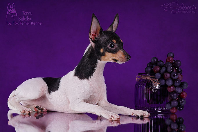 #тойфокстерьер #амертой #террабалтика #toyfoxterrier #terrabaltika #puppies #kennel