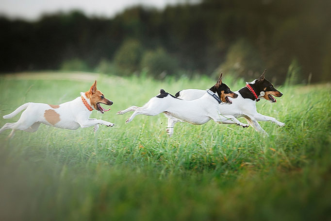 #тойфокстерьер #амертой #террабалтика #toyfoxterrier #terrabaltika #puppies #kennel