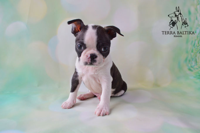 бостон терьер, бостонский терьер, boston terrier, бостон, щенки бостона, питомник бостонов
