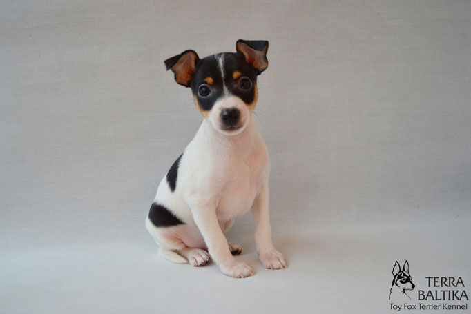 #тойфокстерьер #амертой #террабалтика #toyfoxterrier #terrabaltika #puppies #kennel #маленькаясобака #минипорода #маленькаяпородасобак #собачканамаленькихножках #американскийтойфокстерьер #тойфокс #americantoyfoxterrier