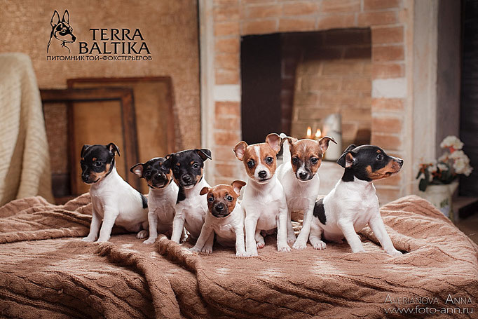 #тойфокстерьер #амертой #террабалтика #toyfoxterrier #terrabaltika #puppies #kennel