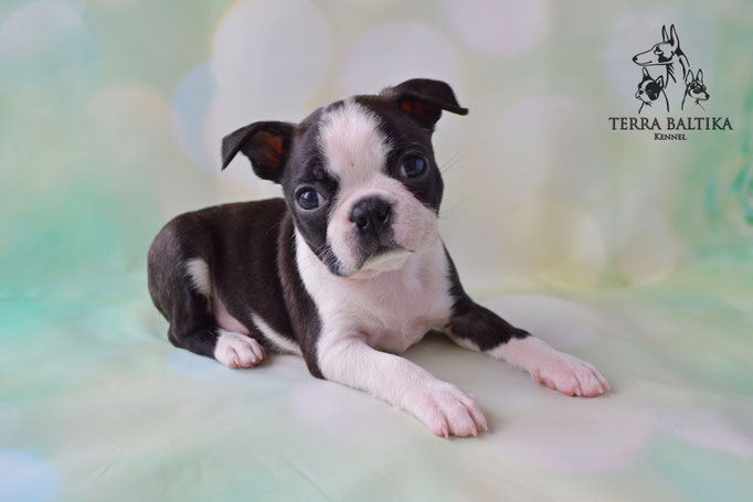 бостон терьер, бостонский терьер, boston terrier, бостон, щенки бостона, питомник бостонов