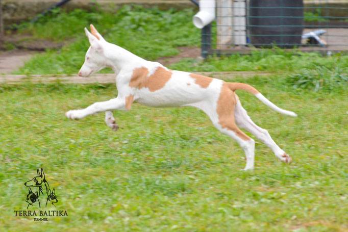 Поденко ибиценко, ибицкая борзая, ивисская борзая, ибизан, Podenco Ibicenco, Ibizan Hound, Terra Baltika, Терра Балтика