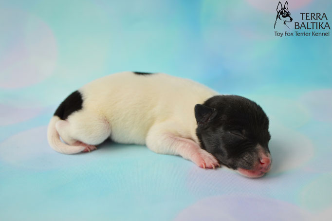 #тойфокстерьер #амертой #террабалтика #toyfoxterrier #terrabaltika #puppies #kennel