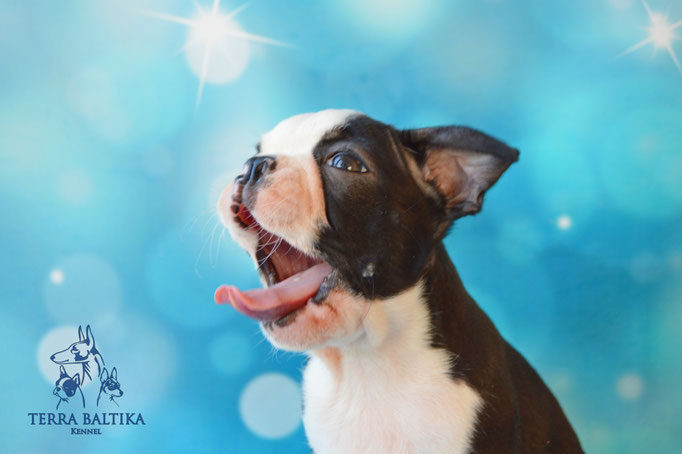 бостон терьер, бостонский терьер, boston terrier, бостон, щенки бостона, питомник бостонов