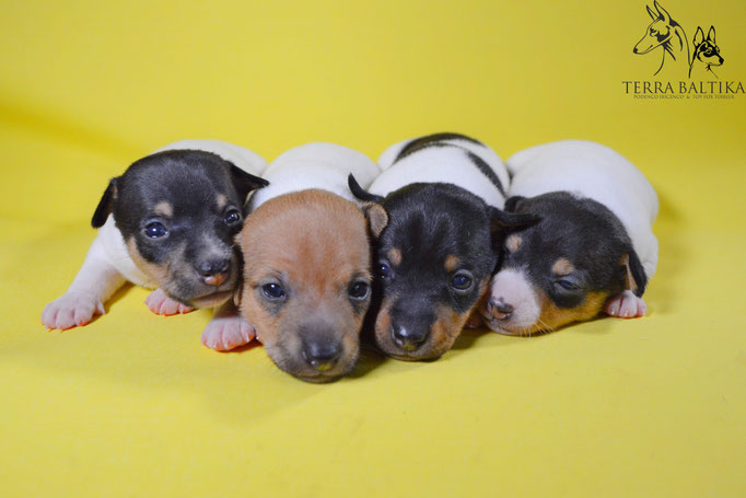 #тойфокстерьер #амертой #террабалтика #toyfoxterrier #terrabaltika #puppies #kennel
