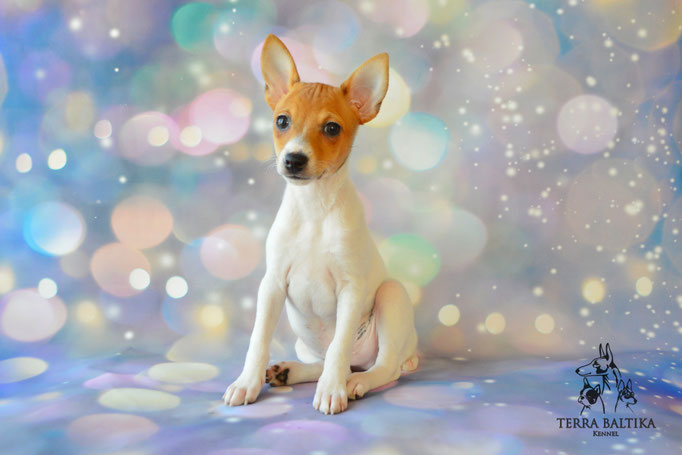 Той-фокстерьер, той-фокс, амертой, американский той-фокстерьер, Toy Fox Terrier