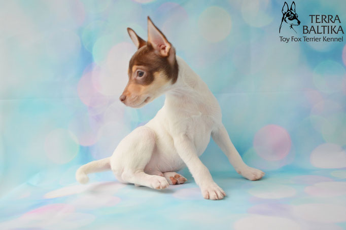 #тойфокстерьер #амертой #террабалтика #toyfoxterrier #terrabaltika #puppies #kennel