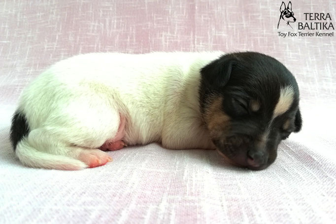 Американский той фокстерьер фото, американский той фокстерьер стандарт, американский той фокстерьер выставка, той фокстерьер cacib, Terra Baltika, терра балтика