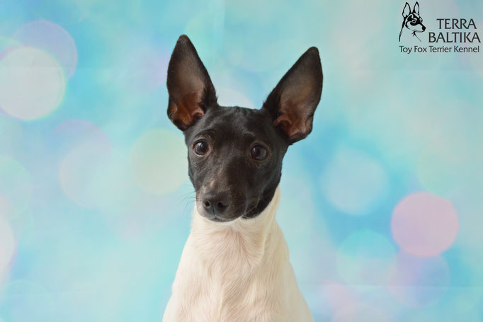 #тойфокстерьер #амертой #террабалтика #toyfoxterrier #terrabaltika #puppies #kennel