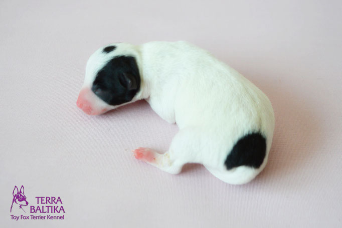 #тойфокстерьер #амертой #террабалтика #toyfoxterrier #terrabaltika #puppies #kennel