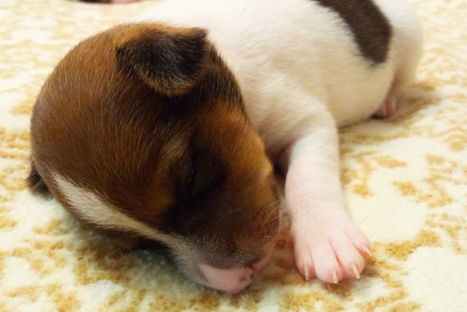 #тойфокстерьер #амертой #террабалтика #toyfoxterrier #terrabaltika #puppies #kennel