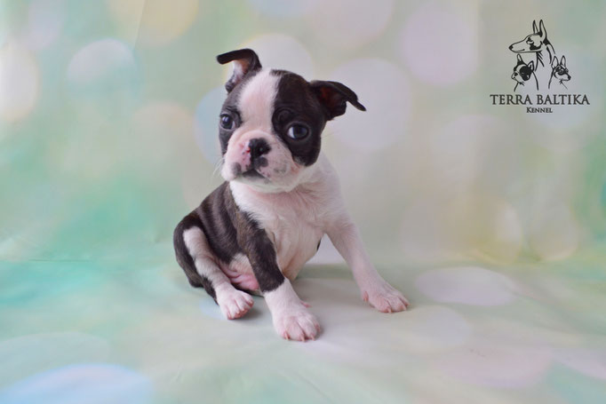 бостон терьер, бостонский терьер, boston terrier, бостон, щенки бостона, питомник бостонов