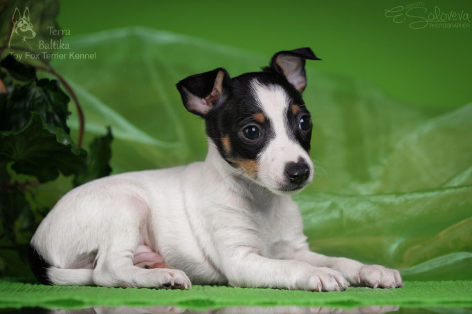 #тойфокстерьер #амертой #террабалтика #toyfoxterrier #terrabaltika #puppies #kennel