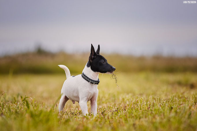 #тойфокстерьер #амертой #террабалтика #toyfoxterrier #terrabaltika #puppies #kennel