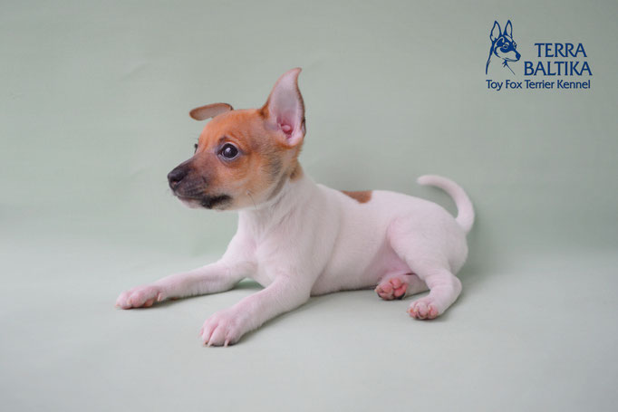 #тойфокстерьер #амертой #террабалтика #toyfoxterrier #terrabaltika #puppies #kennel #маленькаясобака #минипорода #маленькаяпородасобак #собачканамаленькихножках #американскийтойфокстерьер #тойфокс #americantoyfoxterrier