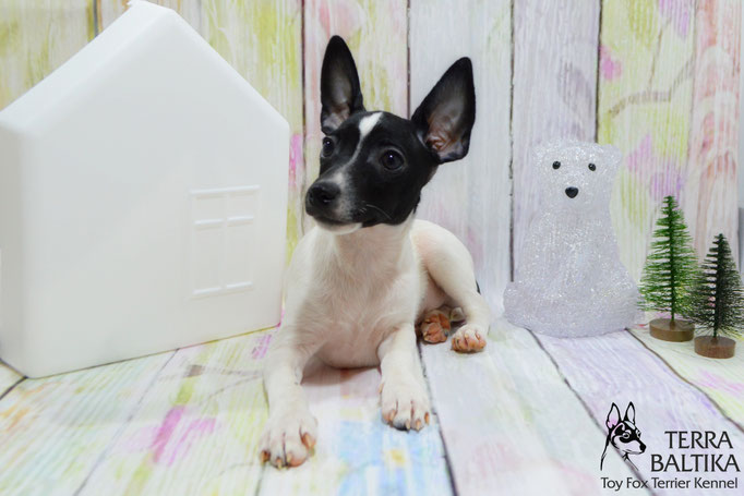 #тойфокстерьер #амертой #террабалтика #toyfoxterrier #terrabaltika #puppies #kennel