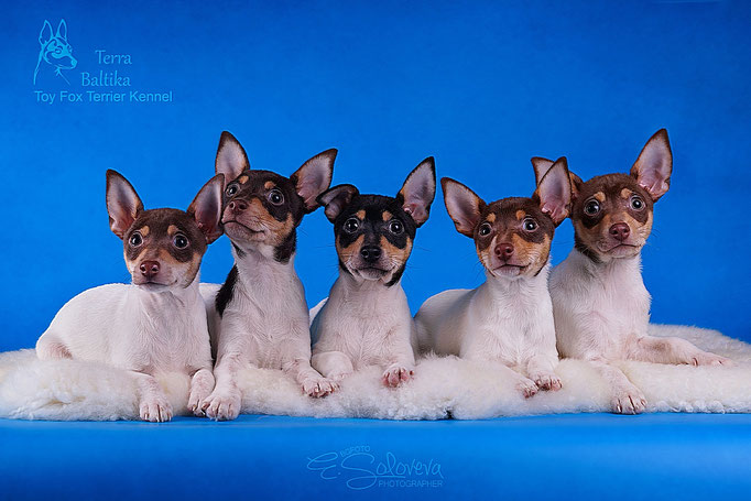 #тойфокстерьер #амертой #террабалтика #toyfoxterrier #terrabaltika #puppies #kennel