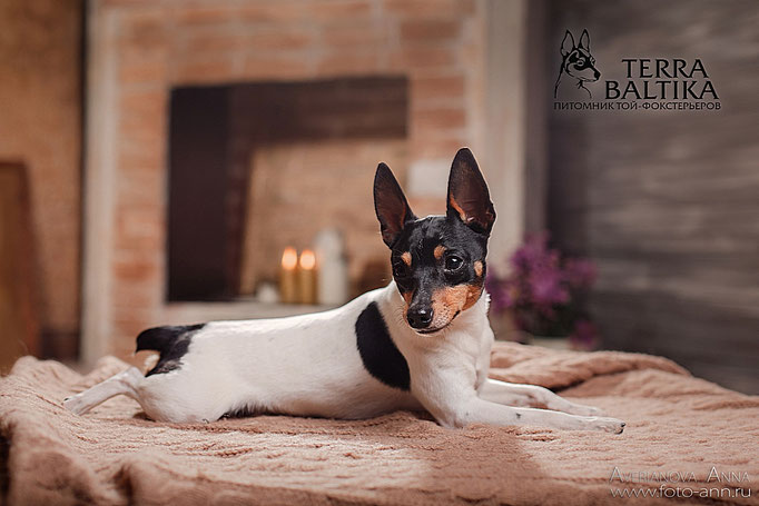 #тойфокстерьер #амертой #террабалтика #toyfoxterrier #terrabaltika #puppies #kennel