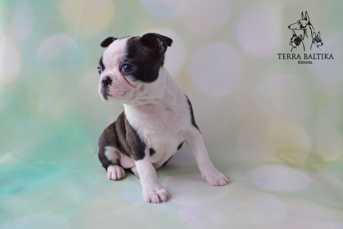 бостон терьер, бостонский терьер, boston terrier, бостон, щенки бостона, питомник бостонов