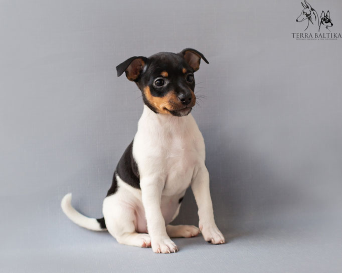 #тойфокстерьер #амертой #террабалтика #toyfoxterrier #terrabaltika #puppies #kennel