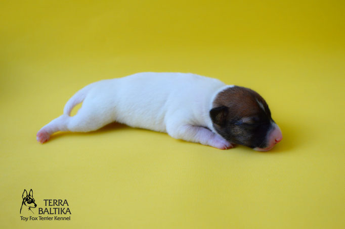 #тойфокстерьер #амертой #террабалтика #toyfoxterrier #terrabaltika #puppies #kennel