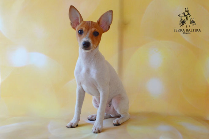 Той-фокстерьер, той-фокс, амертой, американский той-фокстерьер, Toy Fox Terrier