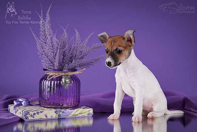 #тойфокстерьер #амертой #террабалтика #toyfoxterrier #terrabaltika #puppies #kennel