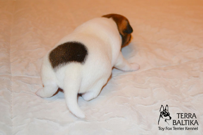 #тойфокстерьер #амертой #террабалтика #toyfoxterrier #terrabaltika #puppies #kennel