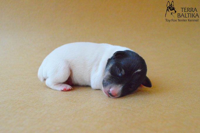 #тойфокстерьер #амертой #террабалтика #toyfoxterrier #terrabaltika #puppies #kennel #маленькаясобака #минипорода #маленькаяпородасобак #собачканамаленькихножках #американскийтойфокстерьер #тойфокс #americantoyfoxterrier