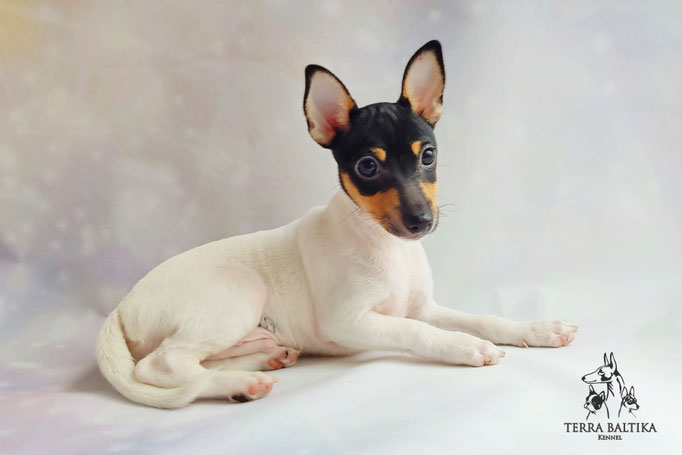 Той-фокстерьер, амертой, той-фокс, тфт, американский той-фокстерьер, Toy Fox Terrier, Terra Baltika, Терра Балтика, щенки той-фокстерьера, питомник той-фокстерьер
