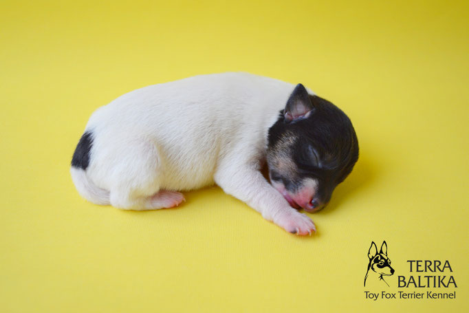 #тойфокстерьер #амертой #террабалтика #toyfoxterrier #terrabaltika #puppies #kennel #маленькаясобака #минипорода #маленькаяпородасобак #собачканамаленькихножках #американскийтойфокстерьер #тойфокс #americantoyfoxterrier