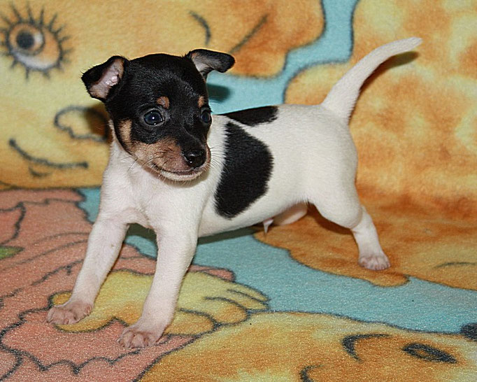 #тойфокстерьер #амертой #террабалтика #toyfoxterrier #terrabaltika #puppies #kennel