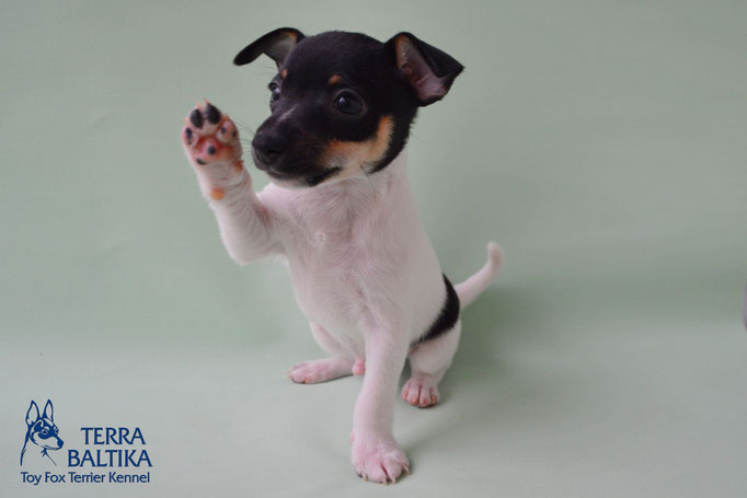 #тойфокстерьер #амертой #террабалтика #toyfoxterrier #terrabaltika #puppies #kennel #маленькаясобака #минипорода #маленькаяпородасобак #собачканамаленькихножках #американскийтойфокстерьер #тойфокс #americantoyfoxterrier