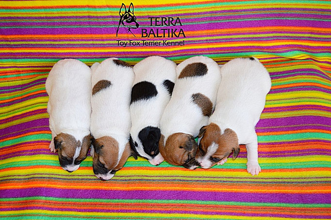 #тойфокстерьер #амертой #террабалтика #toyfoxterrier #terrabaltika #puppies #kennel