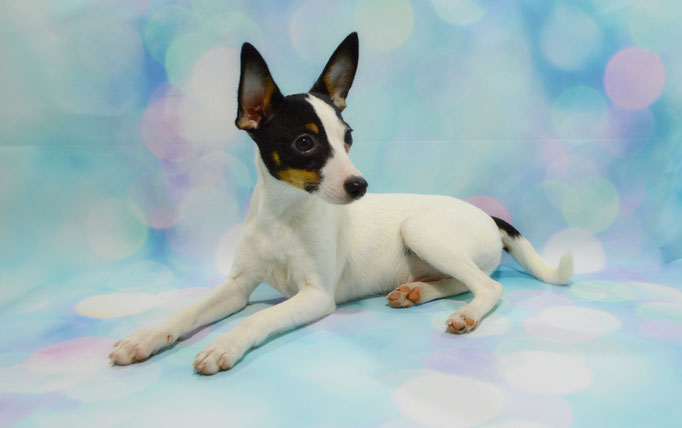#тойфокстерьер #амертой #террабалтика #toyfoxterrier #terrabaltika #puppies #kennel
