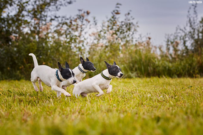 #тойфокстерьер #амертой #террабалтика #toyfoxterrier #terrabaltika #puppies #kennel