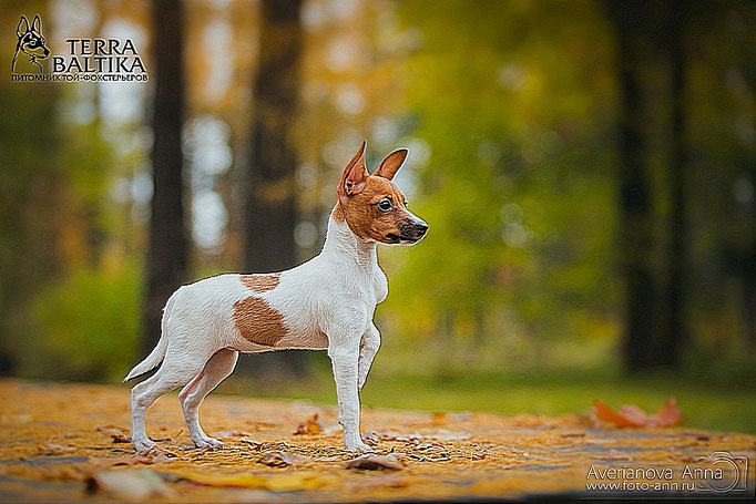 #тойфокстерьер #амертой #террабалтика #toyfoxterrier #terrabaltika #puppies #kennel