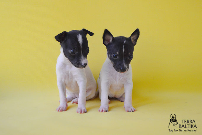 #тойфокстерьер #амертой #террабалтика #toyfoxterrier #terrabaltika #puppies #kennel
