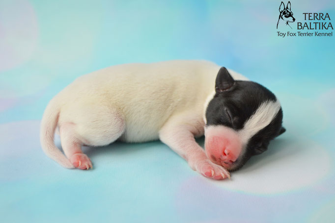 #тойфокстерьер #амертой #террабалтика #toyfoxterrier #terrabaltika #puppies #kennel