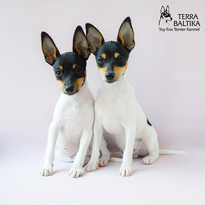 #тойфокстерьер #амертой #террабалтика #toyfoxterrier #terrabaltika #puppies #kennel
