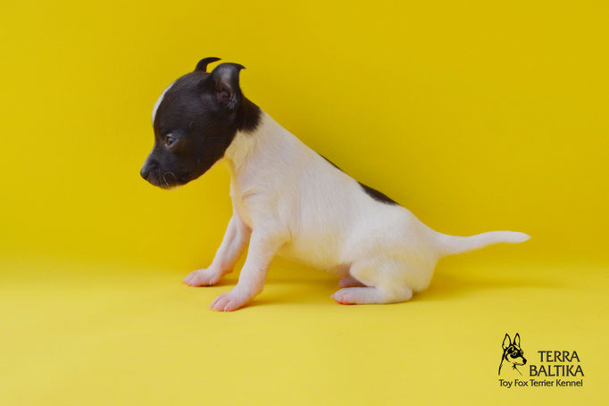 #тойфокстерьер #амертой #террабалтика #toyfoxterrier #terrabaltika #puppies #kennel