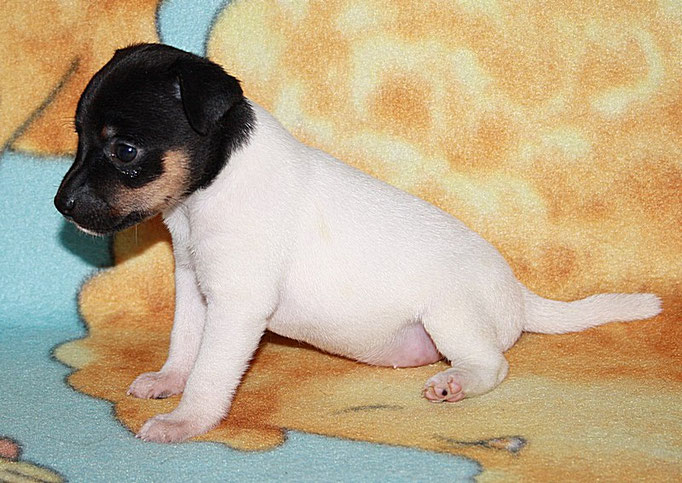 #тойфокстерьер #амертой #террабалтика #toyfoxterrier #terrabaltika #puppies #kennel