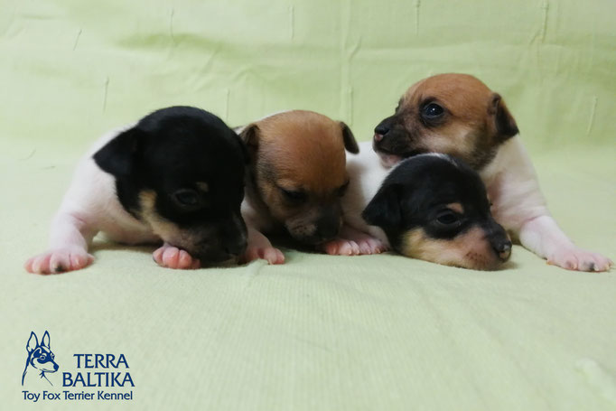 #тойфокстерьер #амертой #террабалтика #toyfoxterrier #terrabaltika #puppies #kennel #маленькаясобака #минипорода #маленькаяпородасобак #собачканамаленькихножках #американскийтойфокстерьер #тойфокс #americantoyfoxterrier