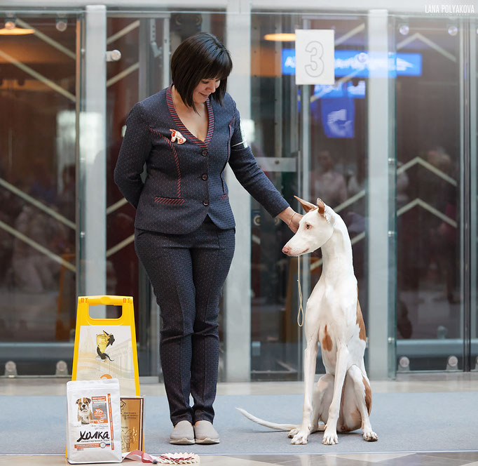 Поденко ибиценко, ибицкая борзая, ивисская борзая, ибизан, Podenco Ibicenco, Ibizan Hound, Terra Baltika, Терра Балтика
