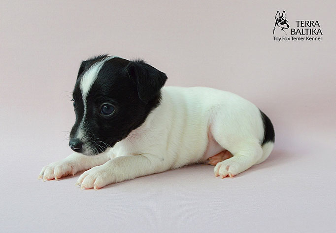 #тойфокстерьер #амертой #террабалтика #toyfoxterrier #terrabaltika #puppies #kennel