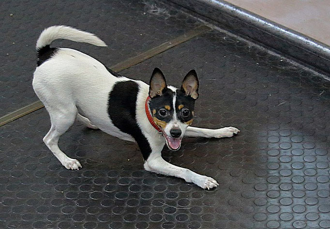 #тойфокстерьер #амертой #террабалтика #toyfoxterrier #terrabaltika #puppies #kennel