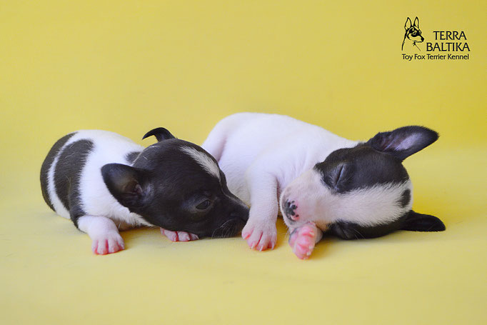 #тойфокстерьер #амертой #террабалтика #toyfoxterrier #terrabaltika #puppies #kennel